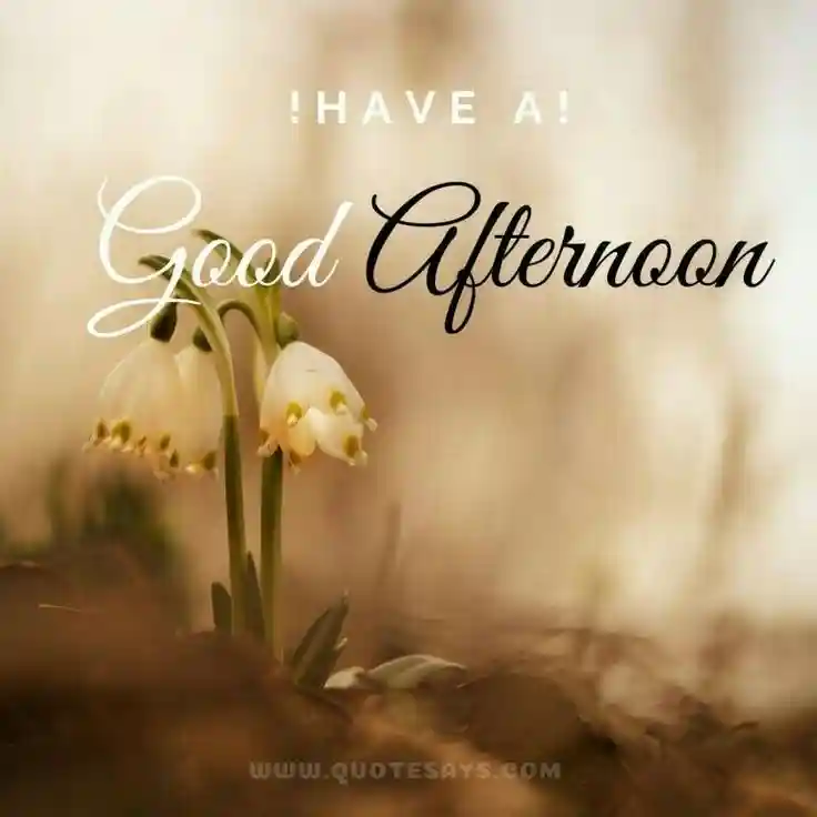 good-afternoon-pictures